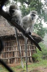Cheeky grivet monkeys, Djibouti